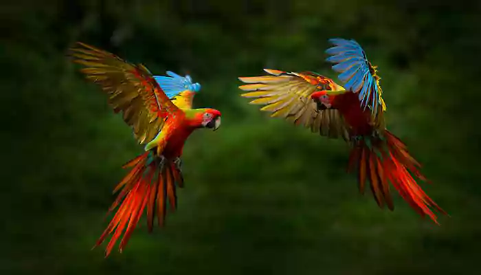 Best Bird-Watching Hotspots in Thailand You Need to Explore