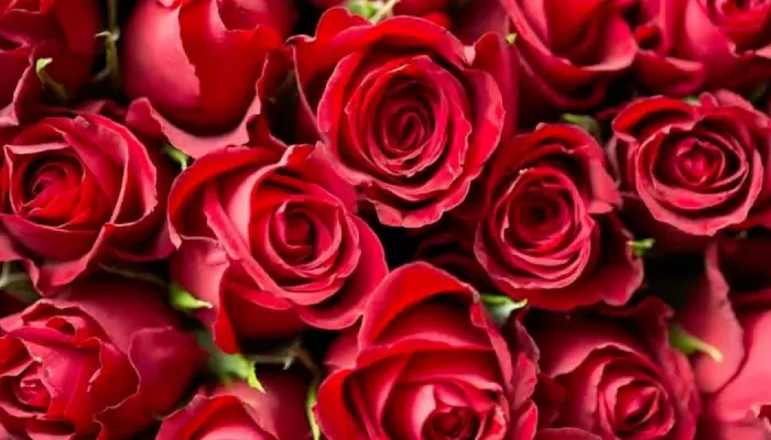 Petals with a Personal Touch: Handmade Rose Arrangements for Rose Day