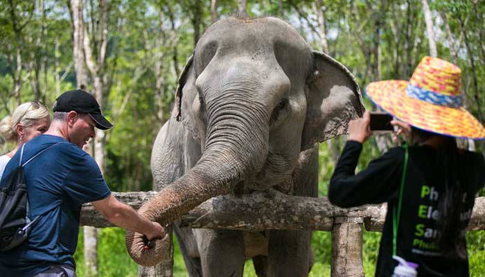 A Guide to the Top Elephant Sanctuaries in Phuket, Thailand You Can’t Miss