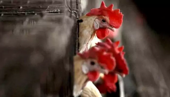 Bird Flu Scare in Maharashtra: Should You Be Worried About Eating Chicken and Eggs?