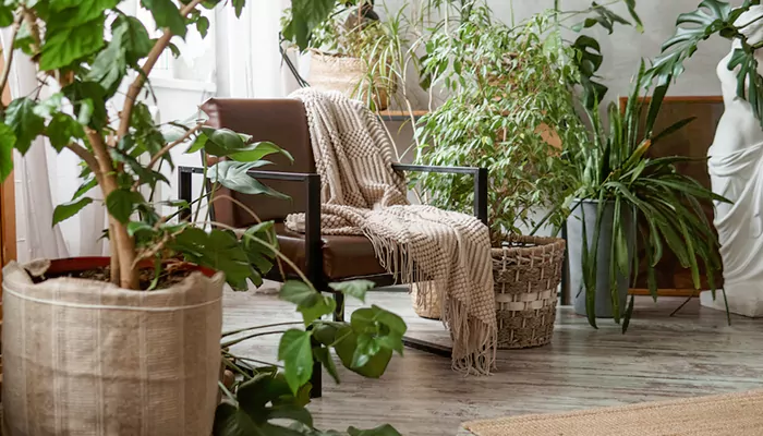 Green Companions for Rainy Days: Indoor Plants That Flourish in Monsoon Moisture