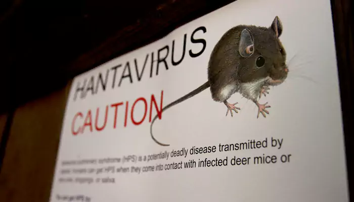 Cruise Vacation Nightmare? What the Hantavirus Outbreak Teaches About Hidden Health Risks
