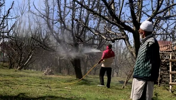 The Shade You Depend On May Disappear This Summer. Cities Are Launching Emergency Tree-Saving Plans