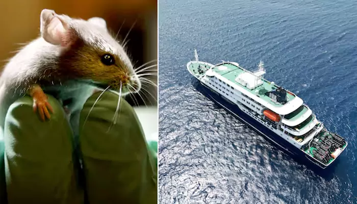 Could This Happen Anywhere? What the Cruise Ship Virus Scare Means for Modern Travel