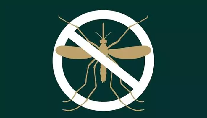 Rainy Season Alert: Smart Hacks to Keep Dengue & Malaria Away
