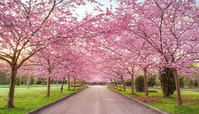 Seven Places Other than Japan Where You Can Witness The Lovely Cherry Blossoms