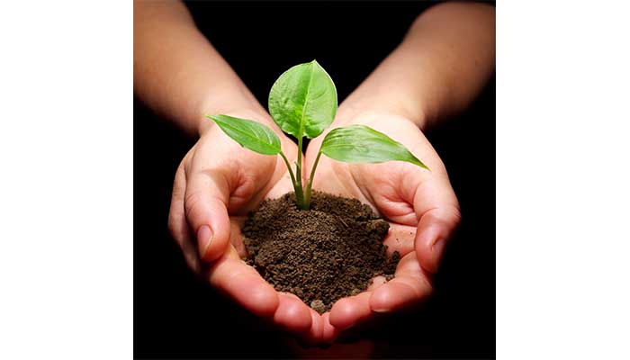 Memory Without Brains- Smart plants
