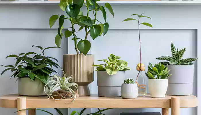 Five Lucky Plants That Bring Good Health, Fortune, And Prosperity