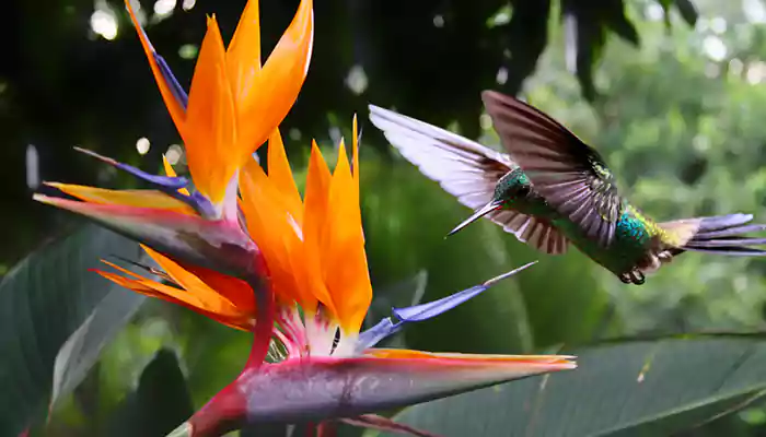 Six Exotic Flowering Plants That You Can Find Only In India