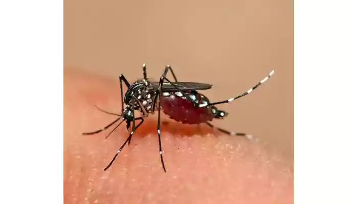 Den2 Noida Discovers New DEN2 Dengue Strain - Vital Symptoms You Mustn't ...